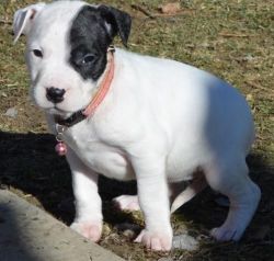 Akc Dogo Argentino Pups For Sale
