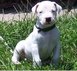 Dogo Argentino Puppies For Sale $500