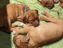 French Massiff Puppies fot salr