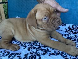 Beautiful French mastiff puppies for sale