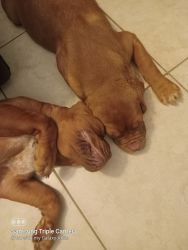For Sale AKC French Mastiff Puppies