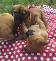 2 Male Dogue De Bordeaux Puppies Available 14/7/17