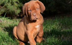 Dogue de Bordeaux Puppies For Sale