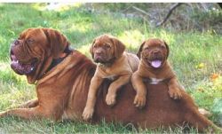 Lovely Dogue de Bordeaux puppies for you