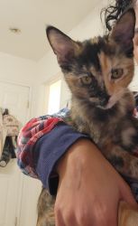 FREE 4 Month Old Female Kitten