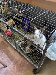 Loveable bunny and cage for sale