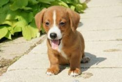 Dorgi Puppies puppies for sale