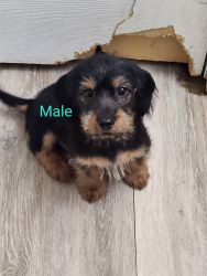 Male Dorkie puppy