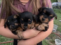 Dorkie Puppies