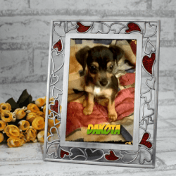 Darling 9wk Dorkie (Yorkie/Doxie) Puppy