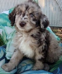 aussiedoodle male puppy