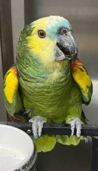 Lovable Pair Amazon Parrots