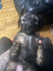 Doxiepoo for sale