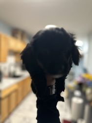 Mini Doxie puppy for sale