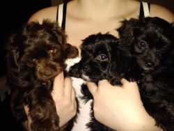 Dachshund Poodle mix puppies