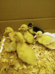 Ducklings For Sale