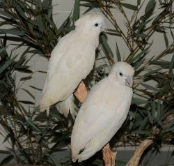 Hand Raised Well Tamed Ducorps Cockatoo Parrots