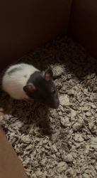 Two black and white large baby Dumbo rats