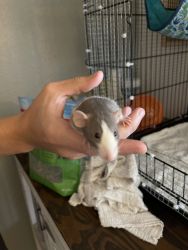 Dumbo ear female rat