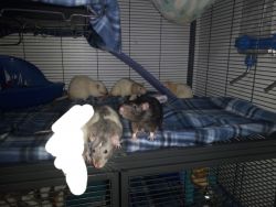 5 male Rats