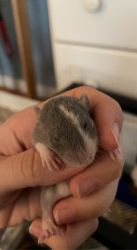 Baby Dumbo Rats for Adoption