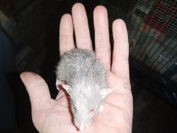 Silvermane Rat
