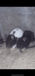 1.5 old rats