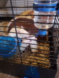 Dumbo eared rats for adoption!!