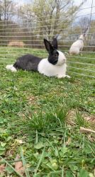 Dutch rabbit for sale. not even a year old yet.