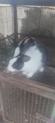 Rabbits For Sell