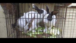 Dutch black and white Pet Rabbit sell