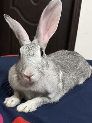 Free Pet rabbit for adoption