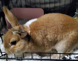 Friendly & active rabbit in need of new loving home