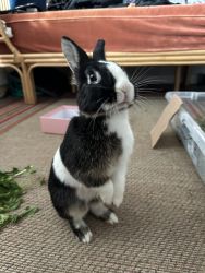 Loving Dutch rabbit