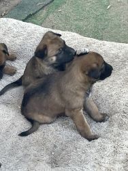 Beautiful sweet Dutch puppies