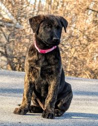 Dutch Shepherd puppies ready for new homes!