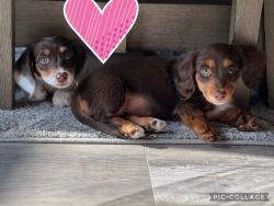 Mini long hair dachshund puppies