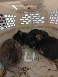 Dwarf bunnies looking for a forever home