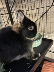 Dwarf bunny 8/9 months old plus cage accessories