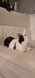 Dwarf Rabbit for sale(black &white/female)