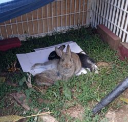 In home raised dwarf bunnies