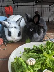 Bonded adorable rabbits!