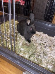 Dwarf rabbits for sale In CT