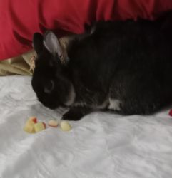 Dwarf Rabbit w/cage, food, treats, playpen