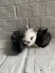 Baby dwarf bunnies - super cute