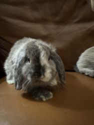 Dwarf Holland lop bunnies