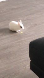 Dwarf Bunny with food