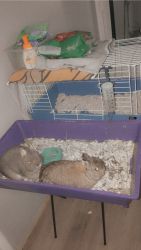 2 Male Bunnies for Sale