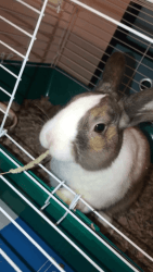 Rehome my bunny