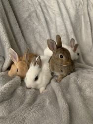 super cute tiny baby bunnies rabbit